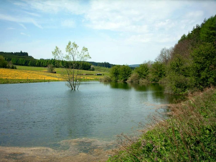 an image of water near the woods