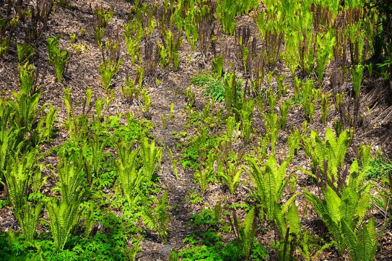 a dirt path covered in lush green plants