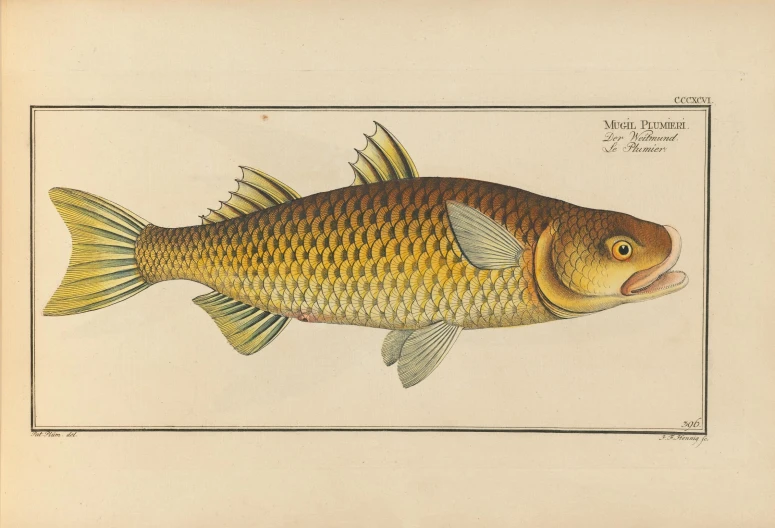 a drawing of a goldfish, an animal