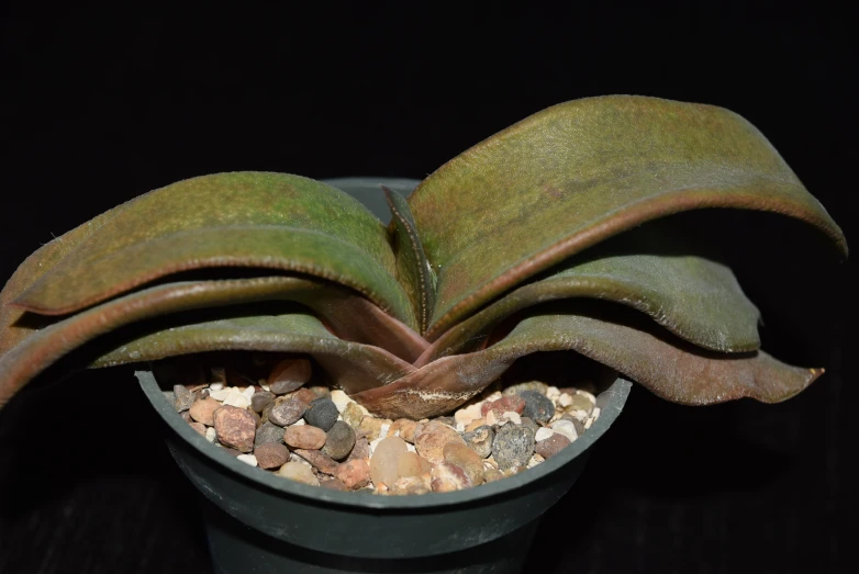 a flower that is on top of a pot