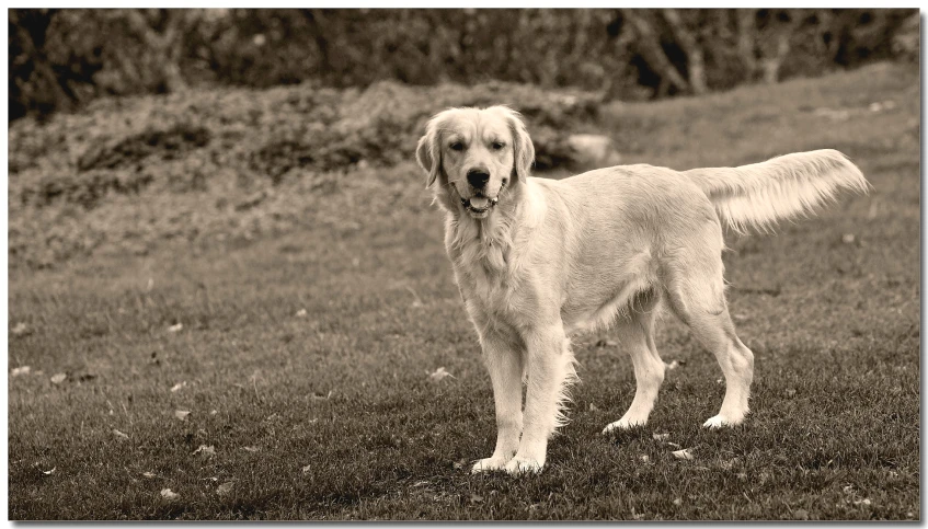 a large golden retriever standing in a grassy field