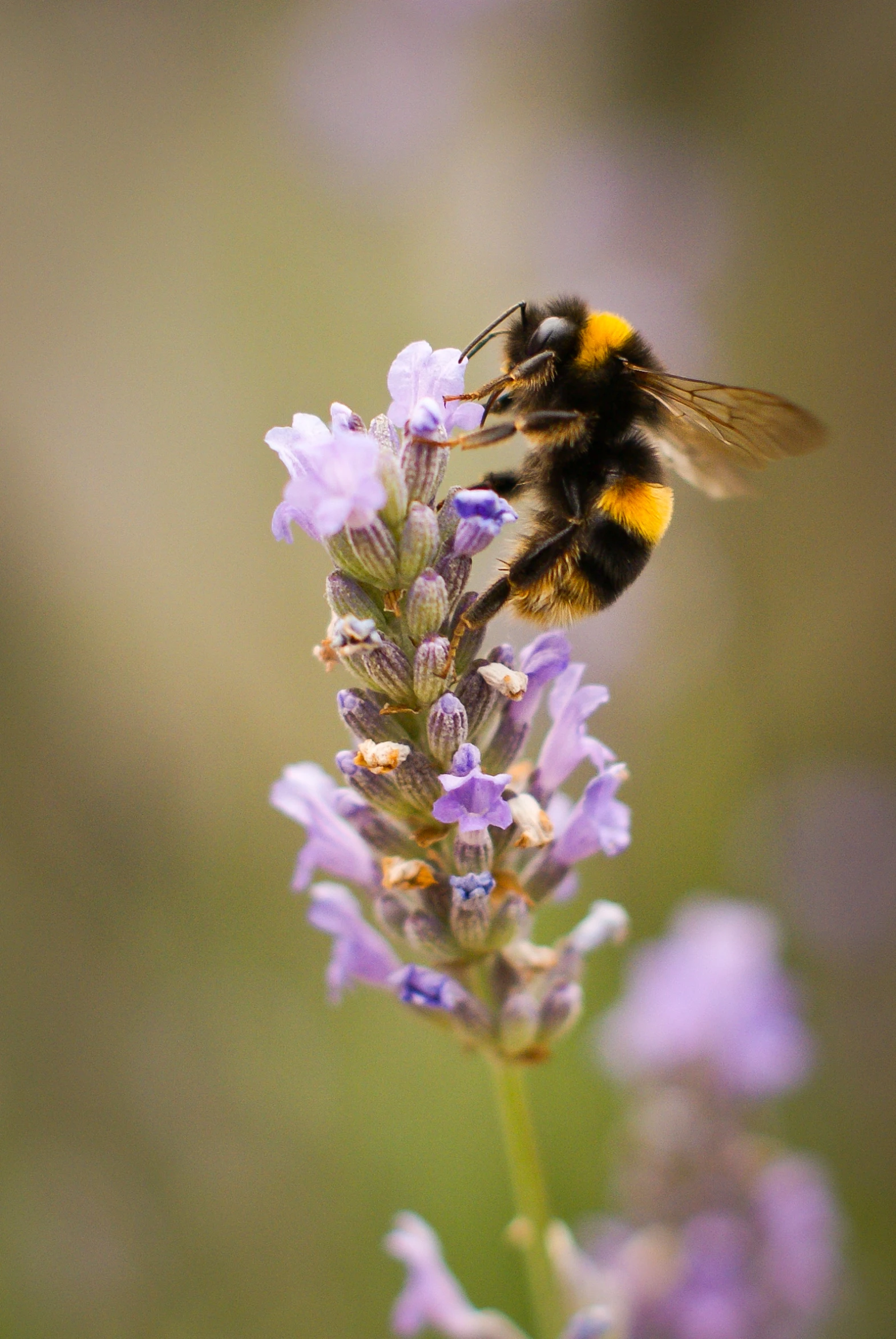 a bum is resting on a purple flower