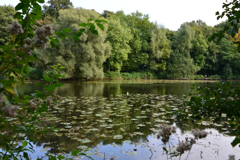 a very nice looking pond by some pretty water