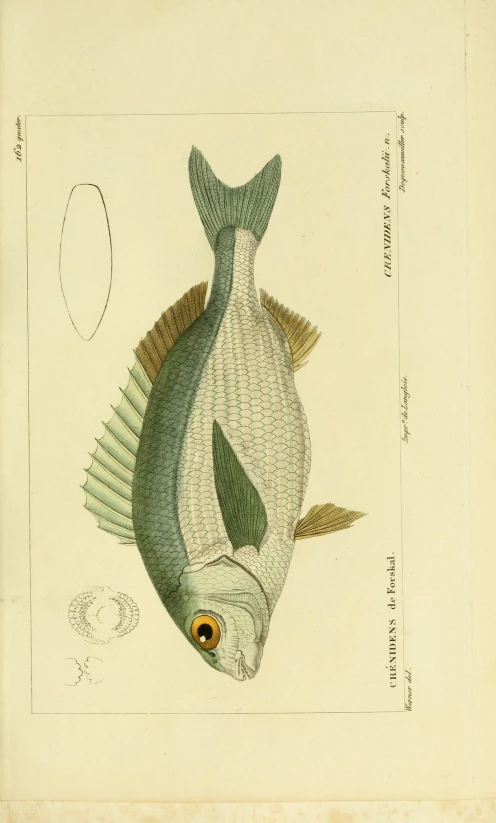 a drawing of a fish with the eyes open