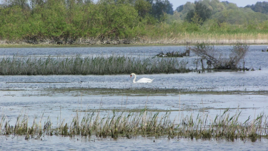 a couple of swans are out on a pond