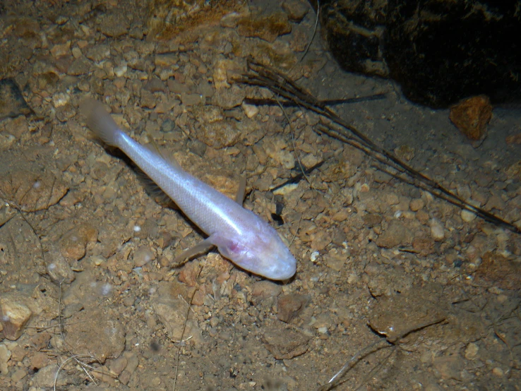 a dead fish in the dirt with water around it