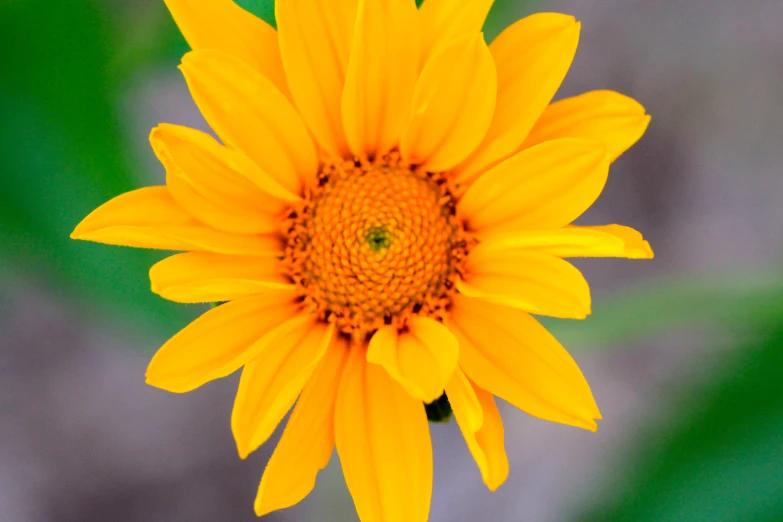 a yellow flower with the petals showing