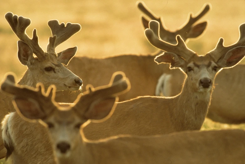 the back side of a group of deer in a grassy area