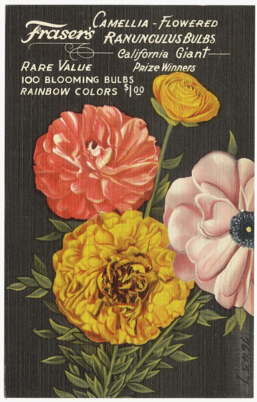 an old flower advertising for faber's garden flowers