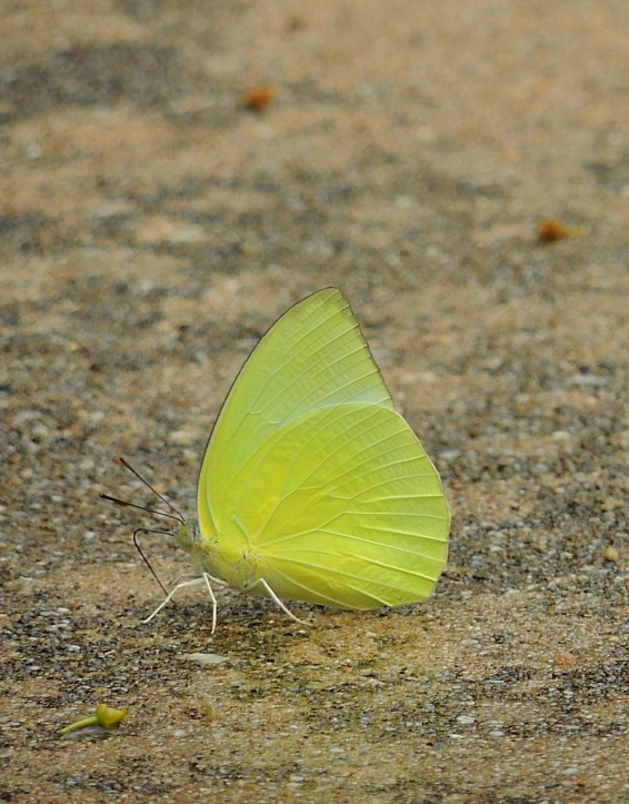 there is a large yellow erfly sitting on the pavement