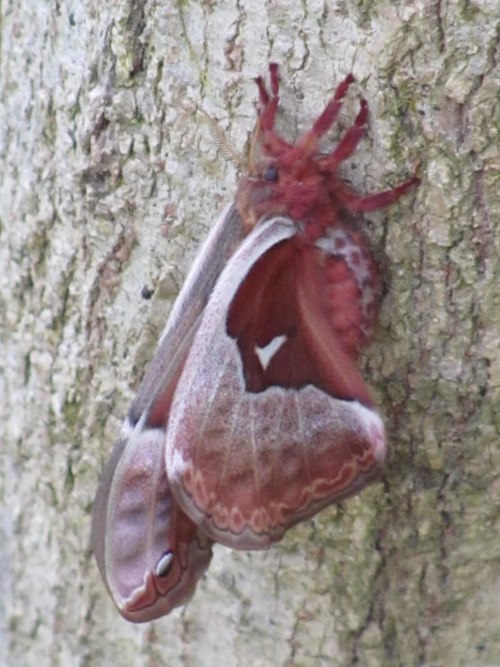 a moth is hanging from the bark of a tree