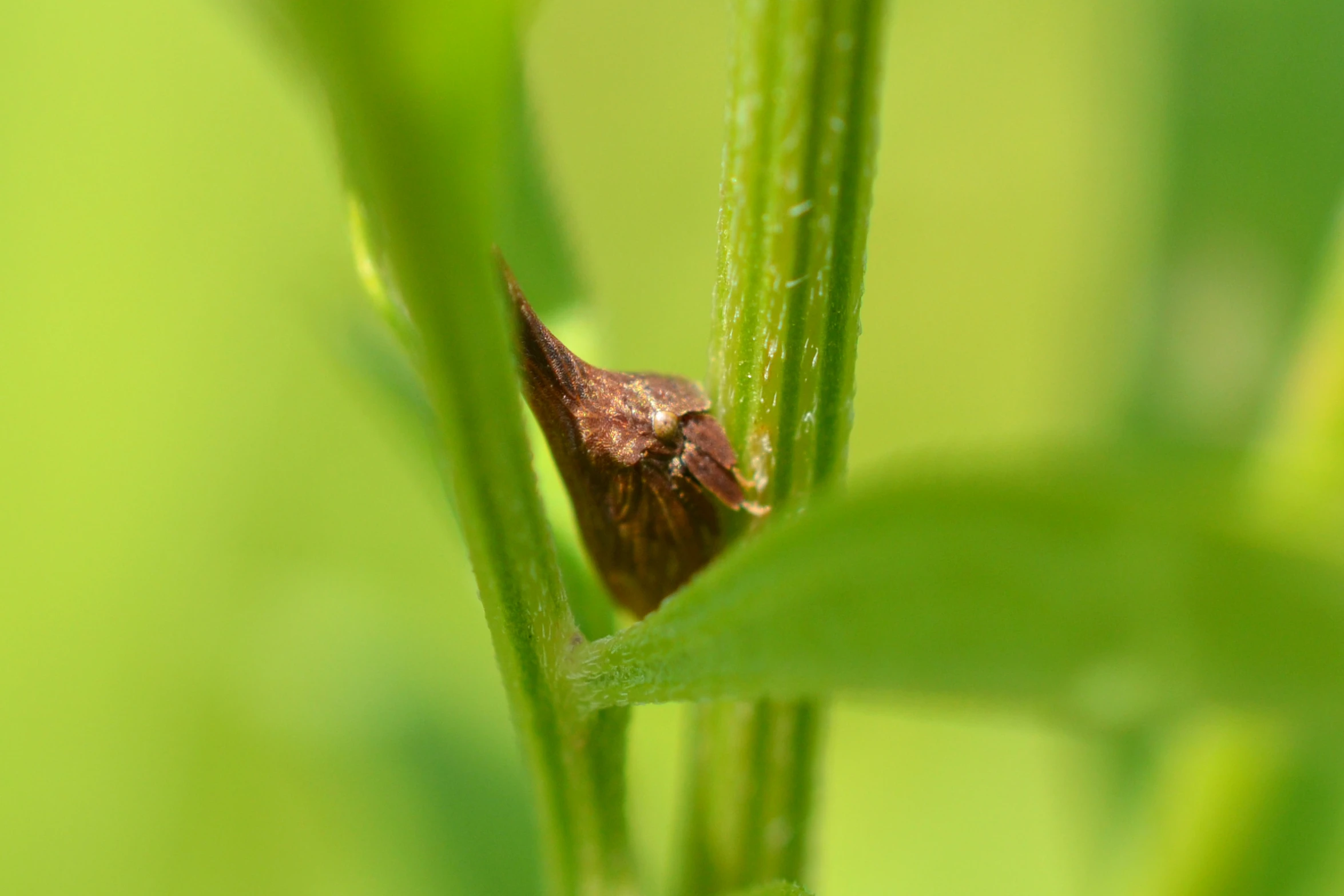 close up of a pink bug sitting on green plants