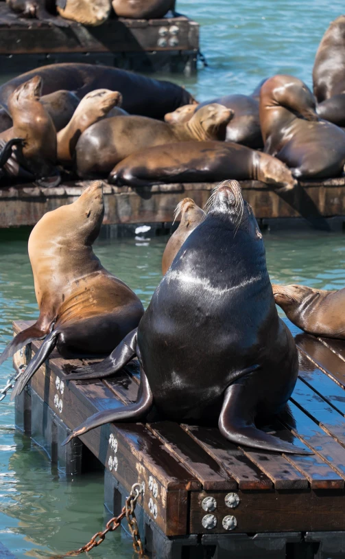 sea lion laying on pallets with another sea lion in the background