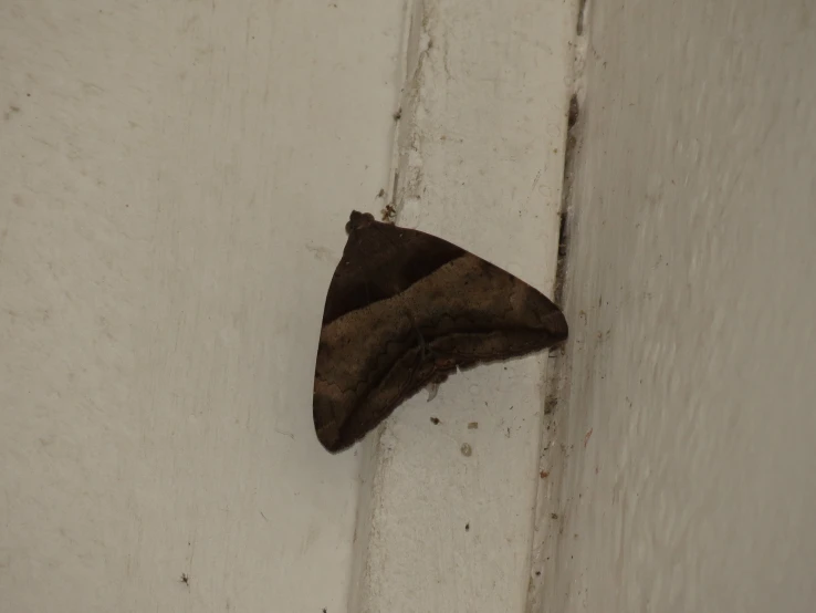 an odd brown moth sitting on the side of a building