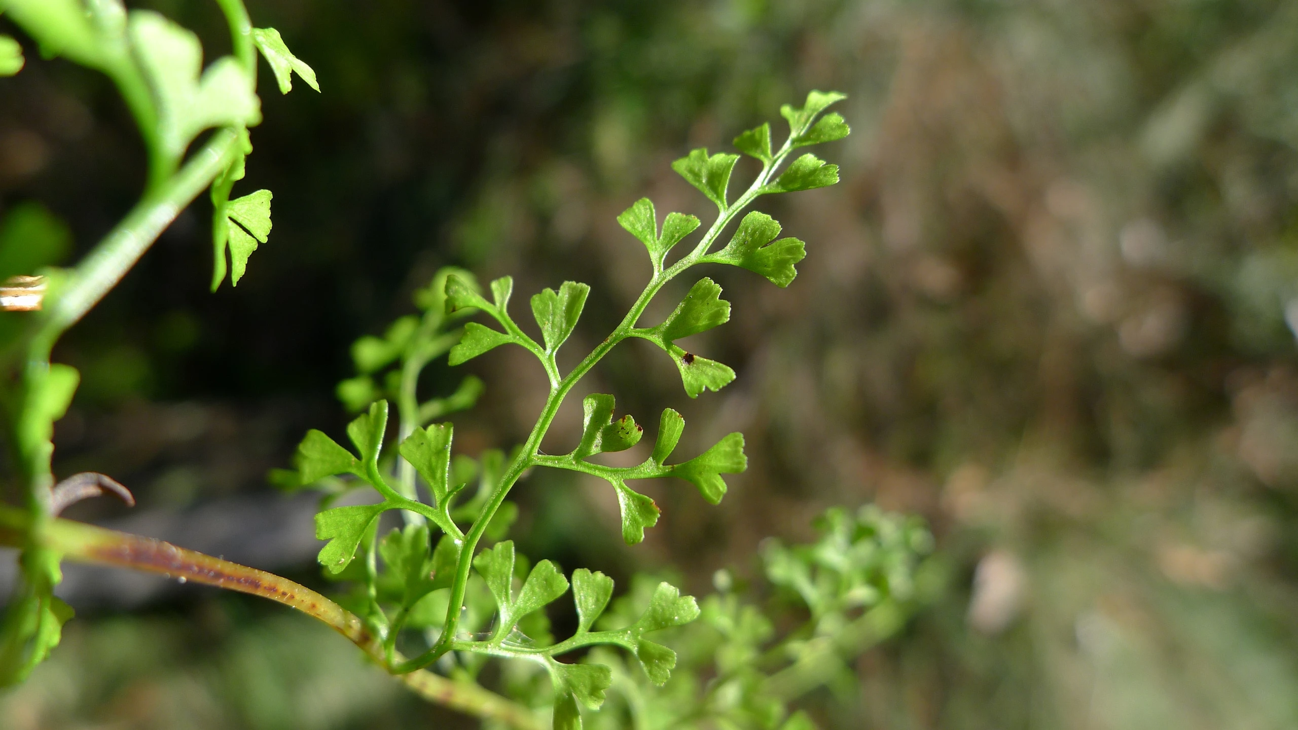 a close - up of a green plant is shown