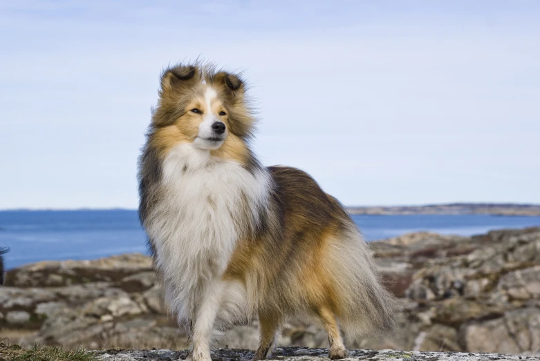 a sheltie dog standing on the top of some rocks