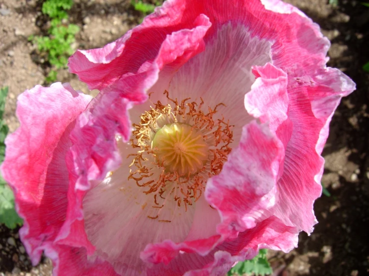 a pink and white flower with its center partially open