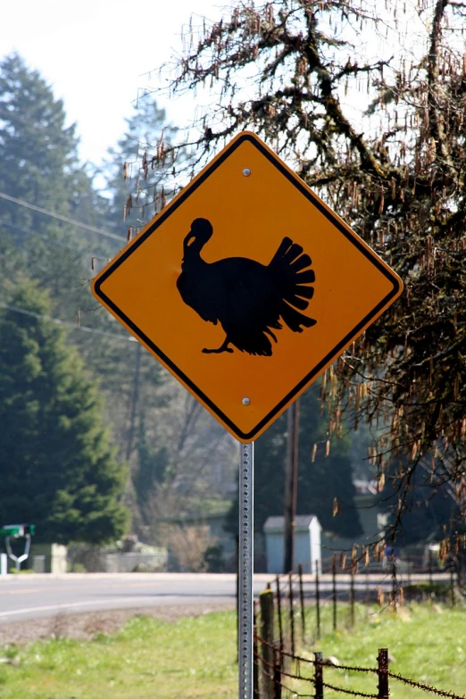 a warning sign shows a turkey crossing at a country road