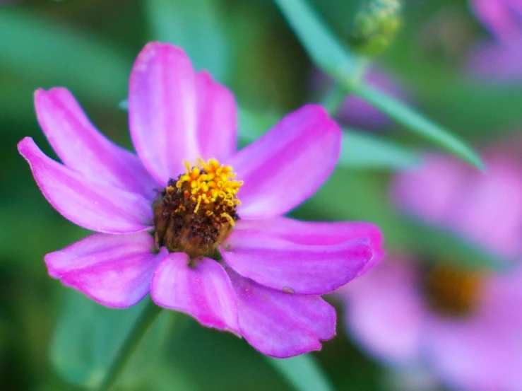 a pink flower with green leaves in the background