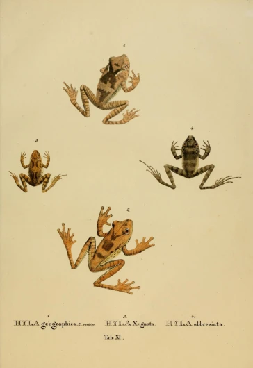 the four frogs are sitting in different directions