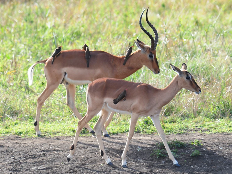 two gazelle stagnants are standing in the shade
