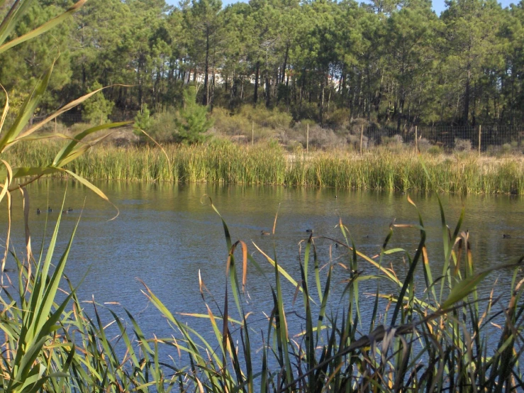 a view of the water and grassy banks of a lake