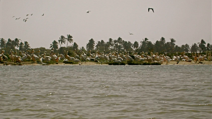 some birds flying over the water in a row