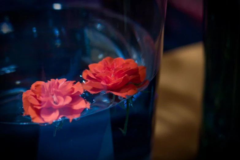 three flowers sitting in front of a glass vase