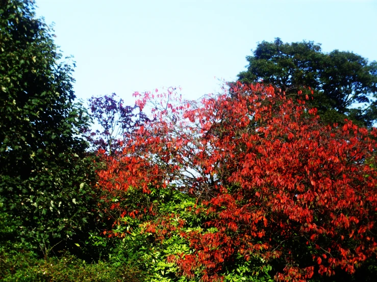 a tree that is red in some leaves