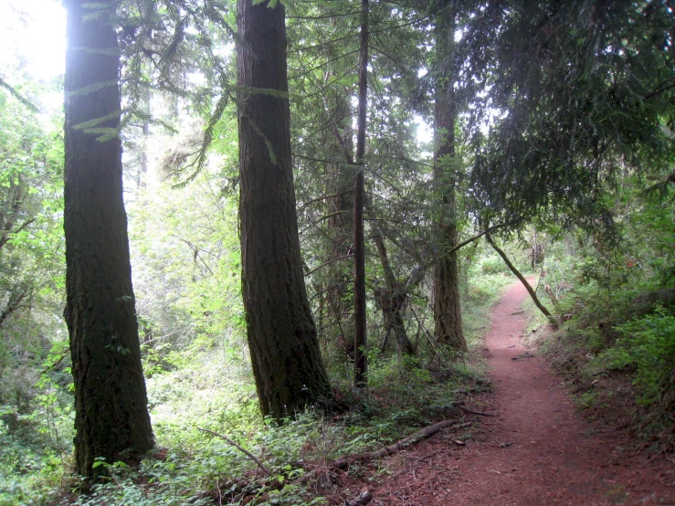 a dirt path in the middle of a wooded area