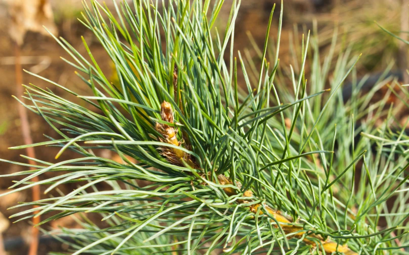 a pine is sprouting up an evergreen tree