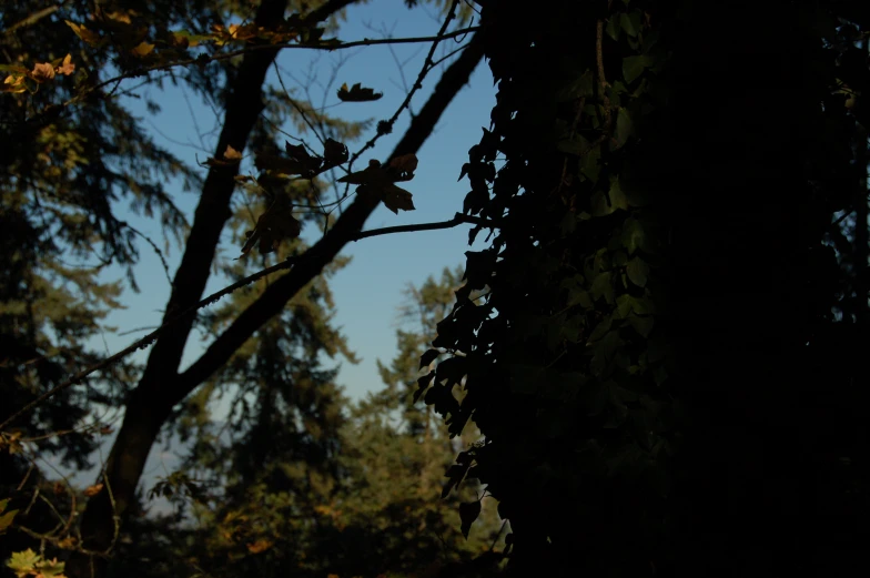 the back and sides of some nches of trees