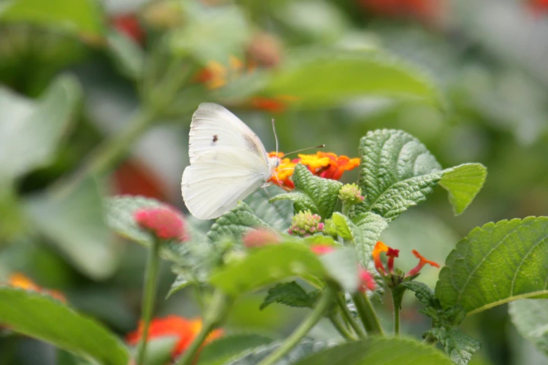 white erfly sitting on a red flower in the bush