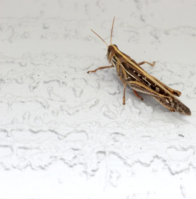 a brown bug is sitting on white fabric