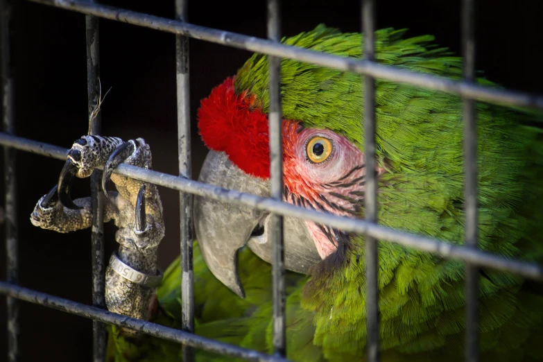 a red, green and yellow parrot in its cage