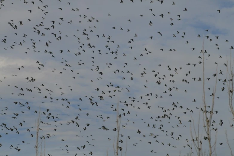 a flock of birds flies through the sky