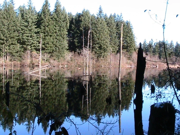 the calm water of a lake that runs through a forest