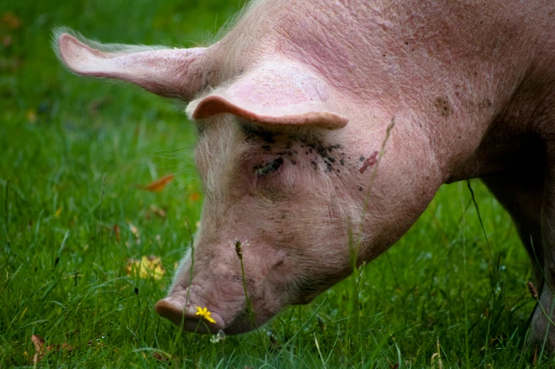 a pig with some sort of skin on its nose