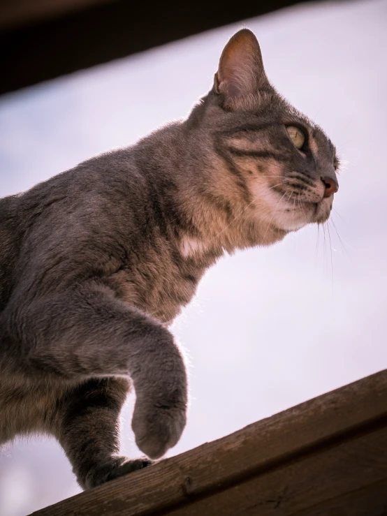 a gray cat with a long tail stands on a ledge