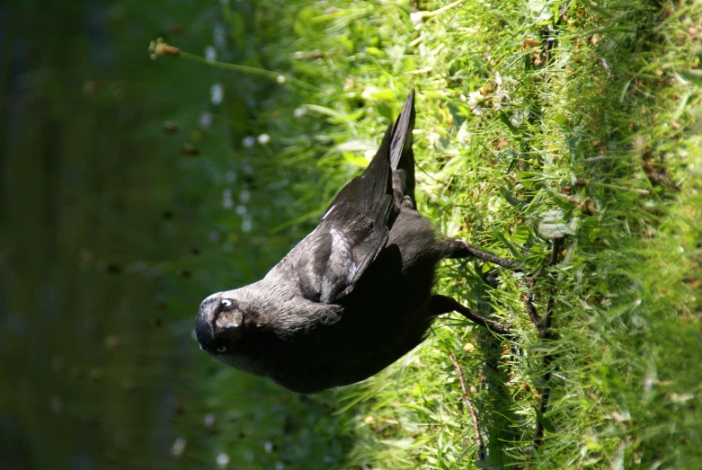 the black bird is sitting alone in the grass