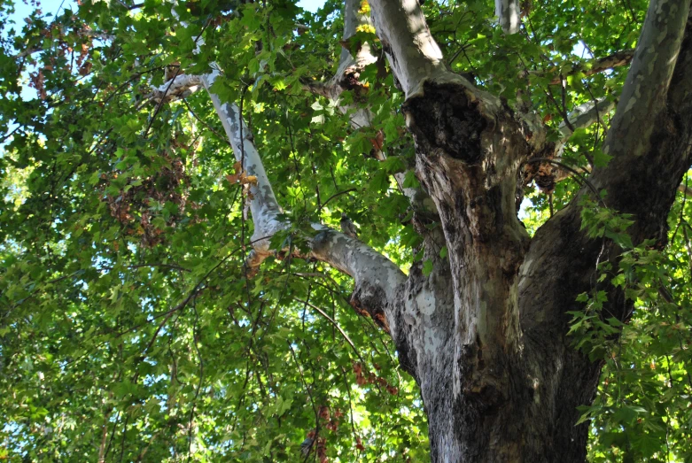 this is the bark and limbs of a large tree