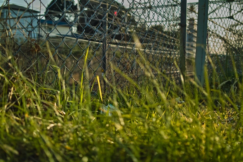 the animal is hiding in the grass behind a fence