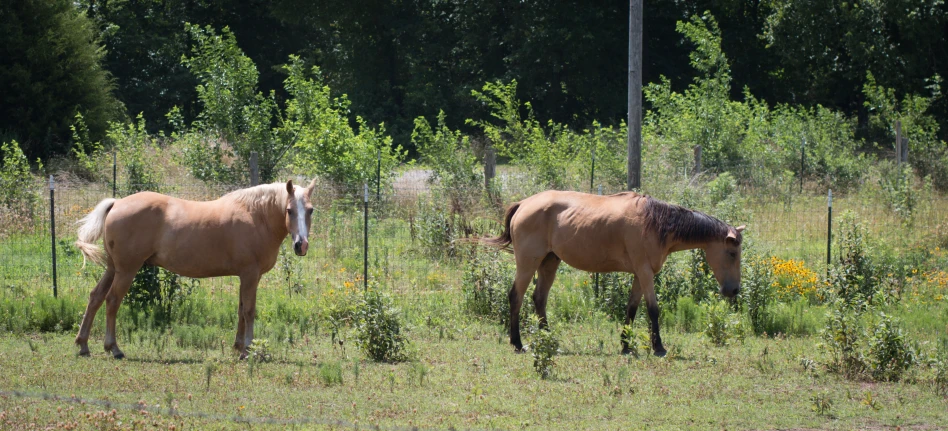 two horses that are standing in the grass