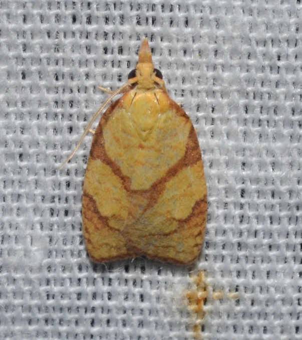 a moth on a white piece of cloth