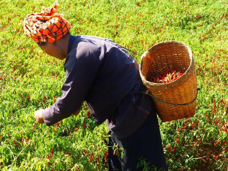 an person in a field with a basket of berries