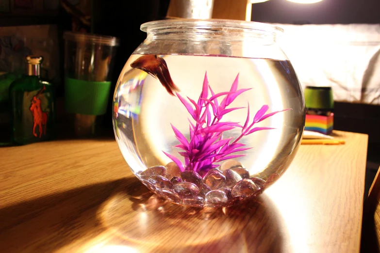 the fish inside the fish bowl is pink