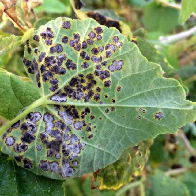 the leaves are covered with a lot of black fungus