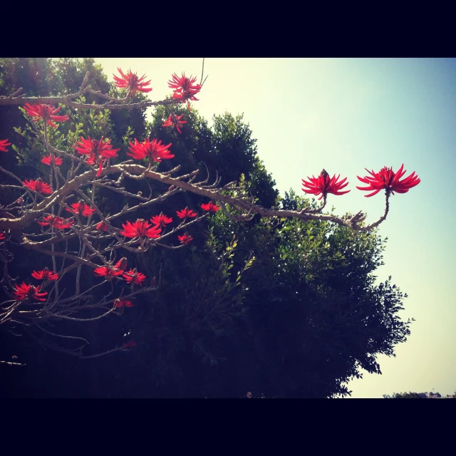 red flowers sitting next to a tall green tree