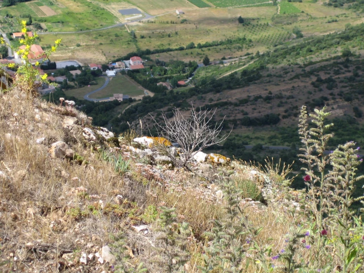 a few animals are standing in the middle of a mountain