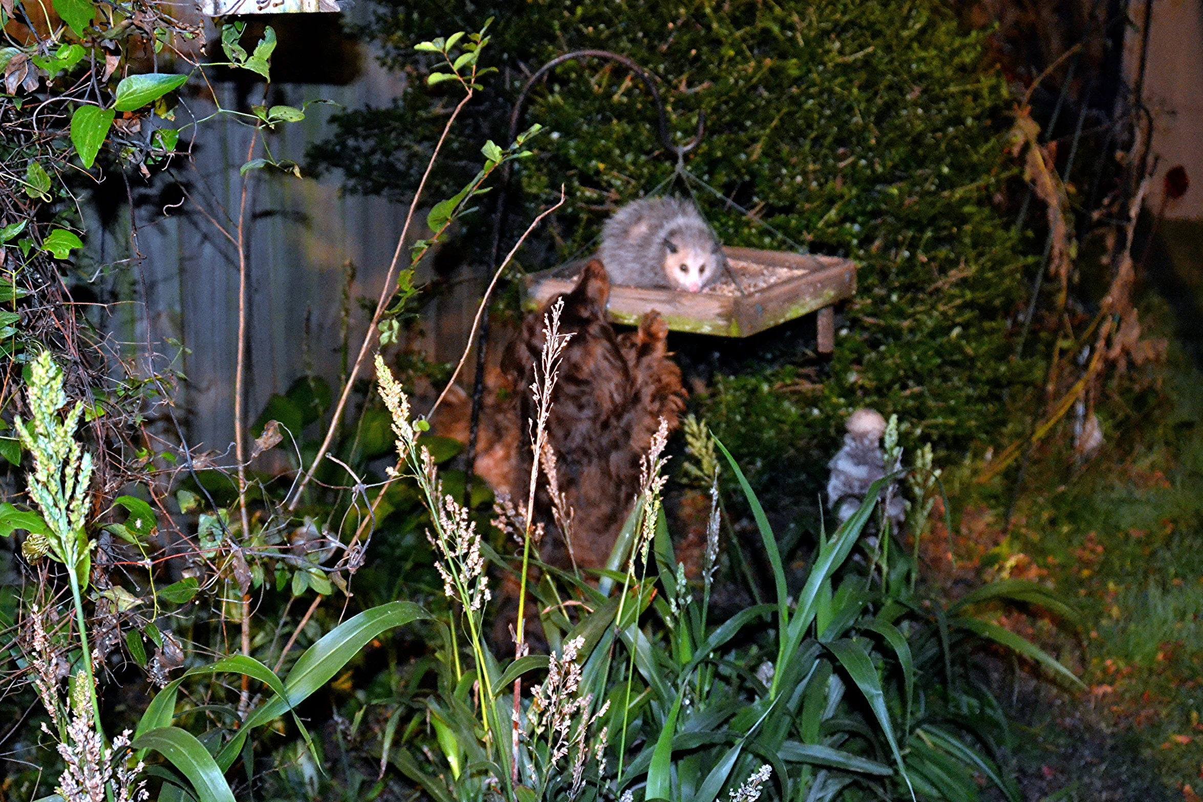 a cat is looking out through an insecthive at some other animals